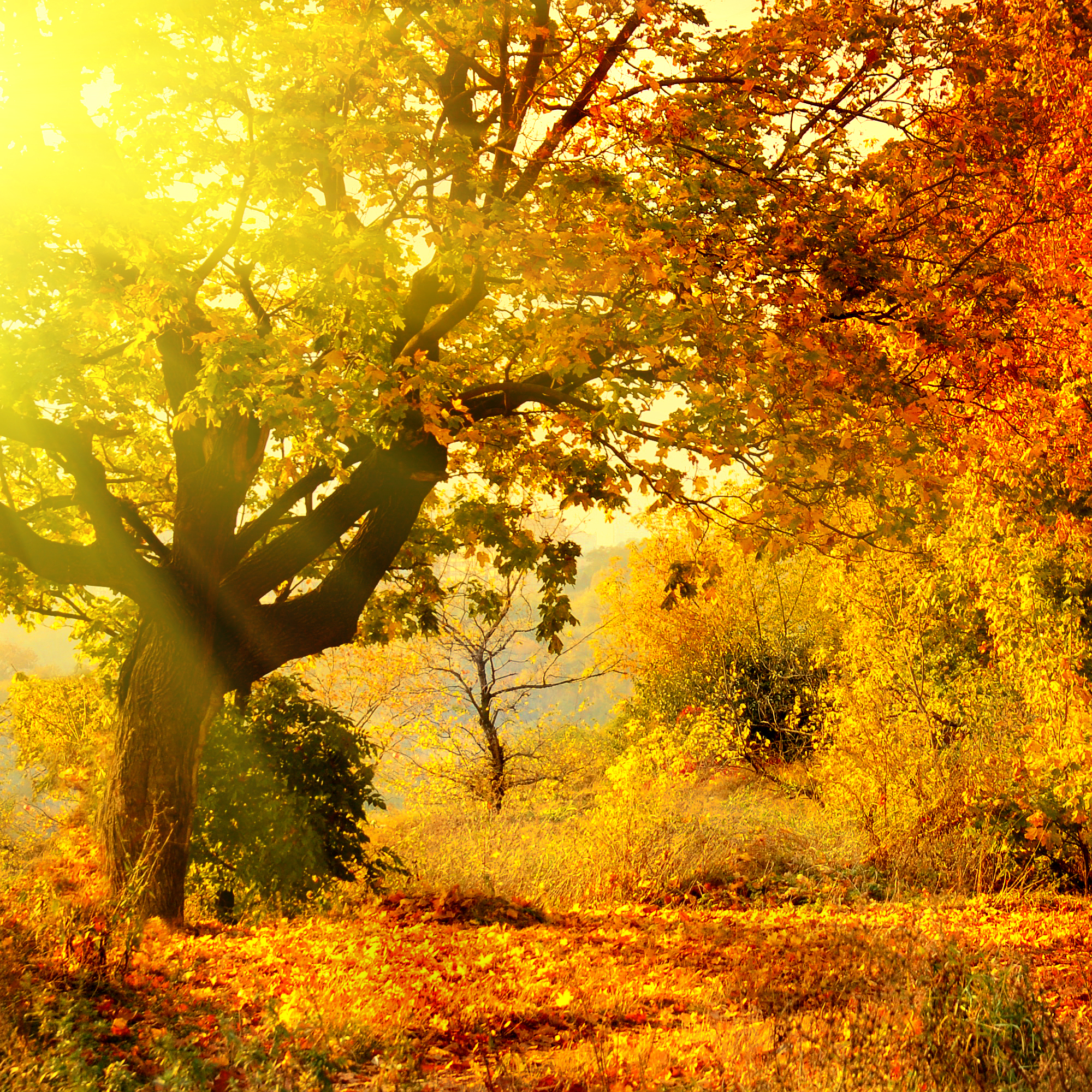 Depositphotos_1362679_L